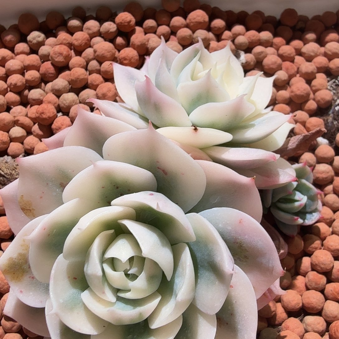 雪域白锦多肉植物