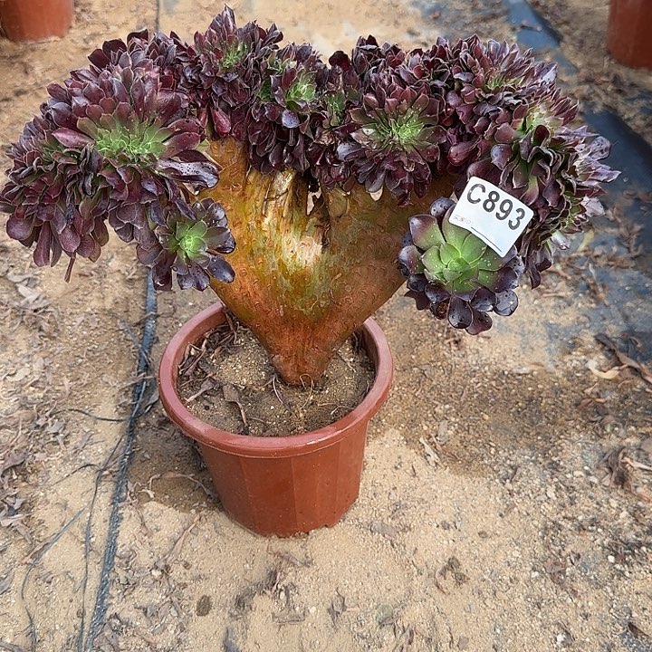 893欧紫一颗呀呀呀