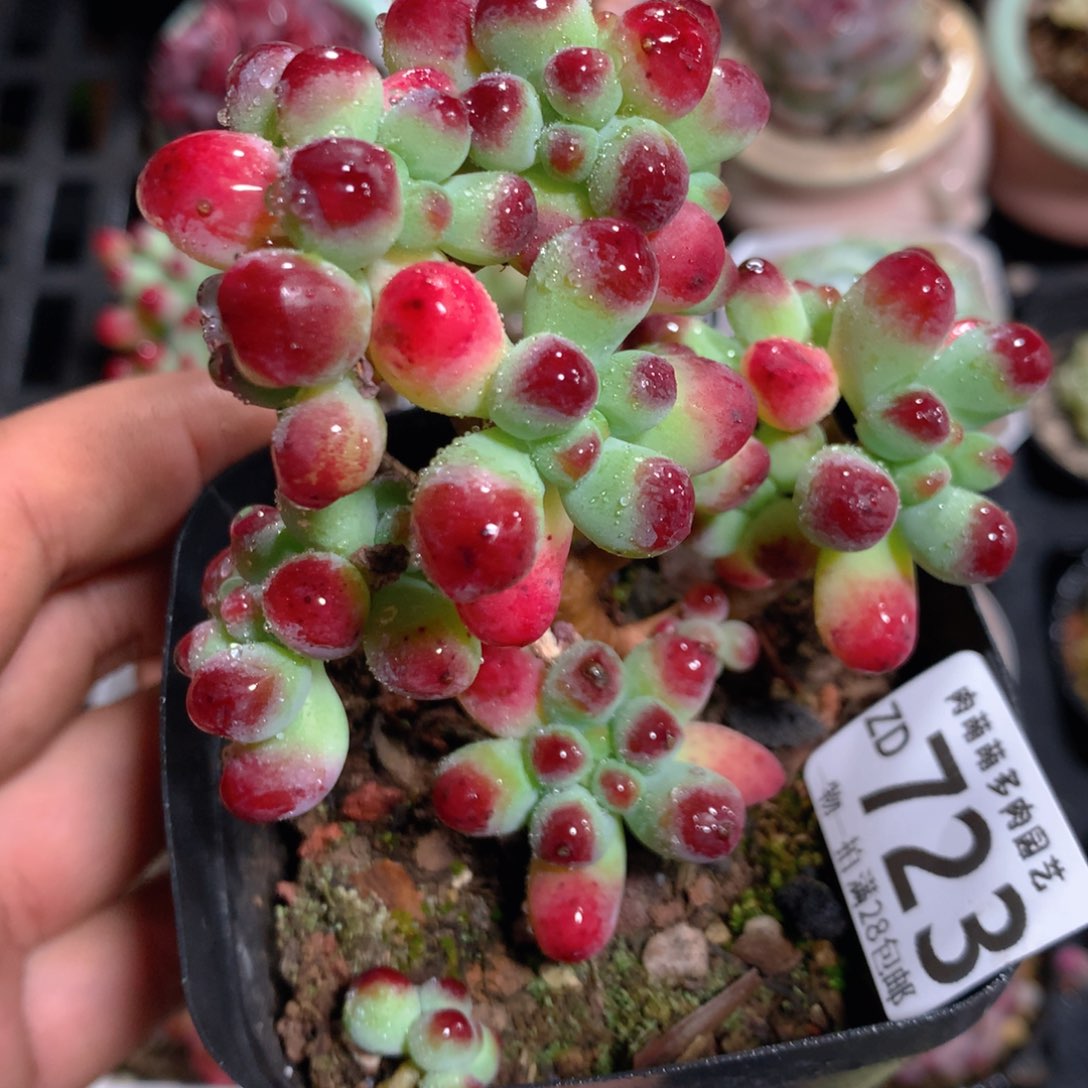 5CM拇指盆精控多肉ZD723