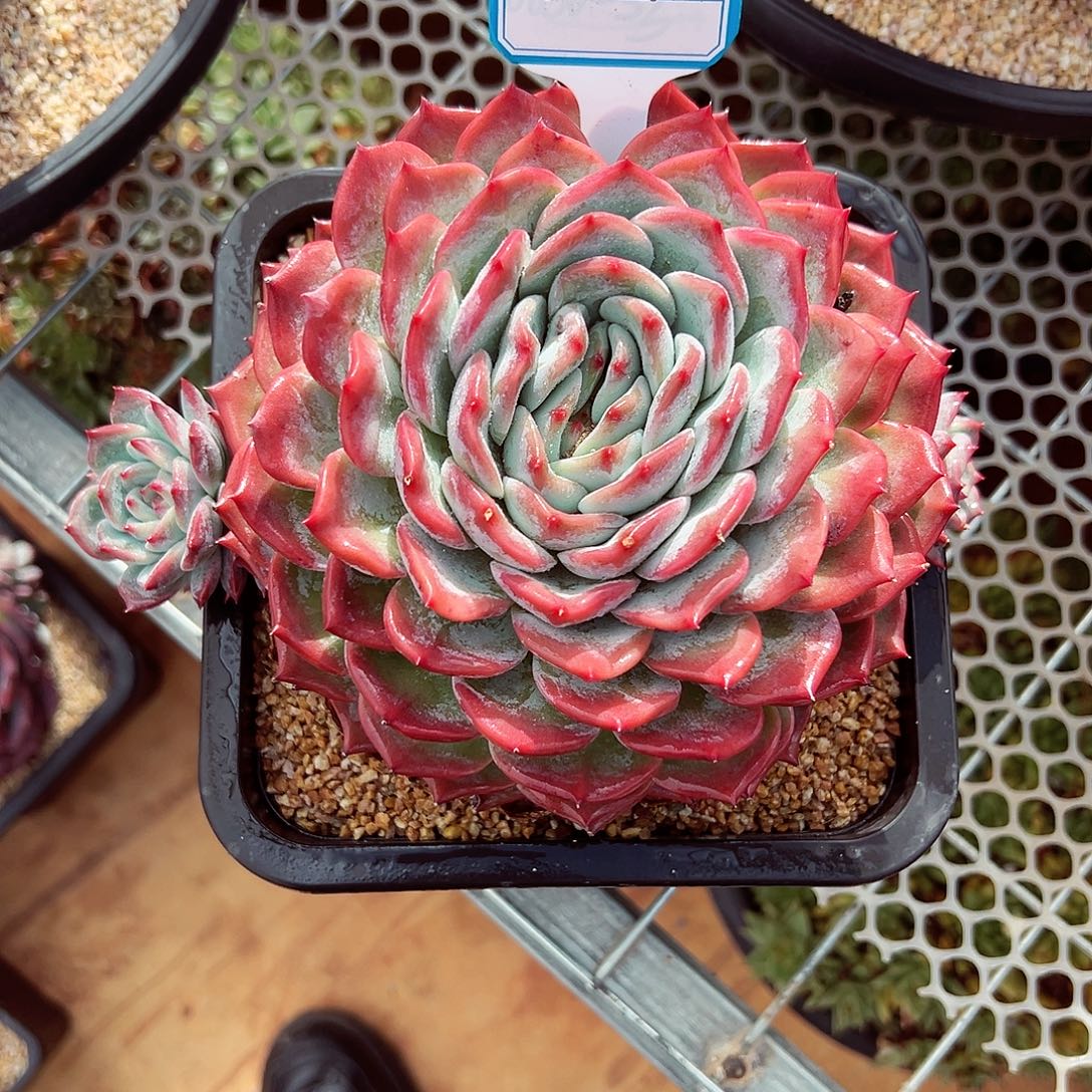 1106-45绝绝子蜜家新品