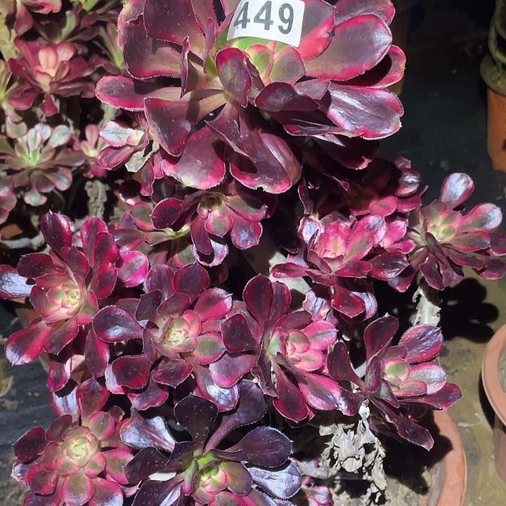 陈****姐多肉植物断枝不包449箱奶儿