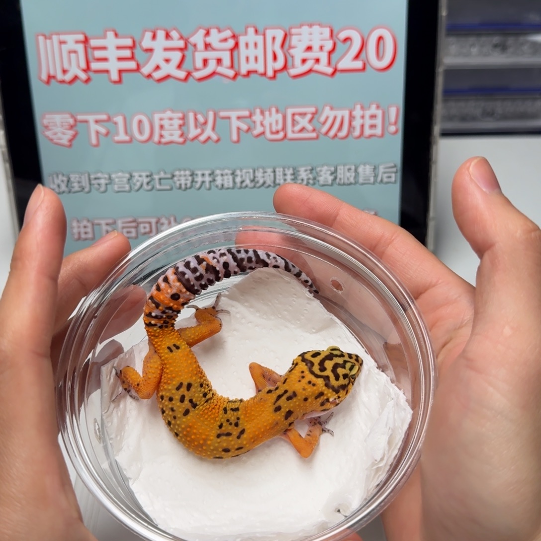 豹纹守宫翡翠妹妹