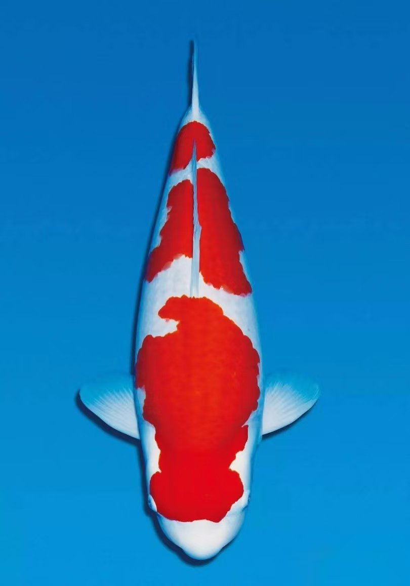 正禾精品红白锦鲤观赏鱼