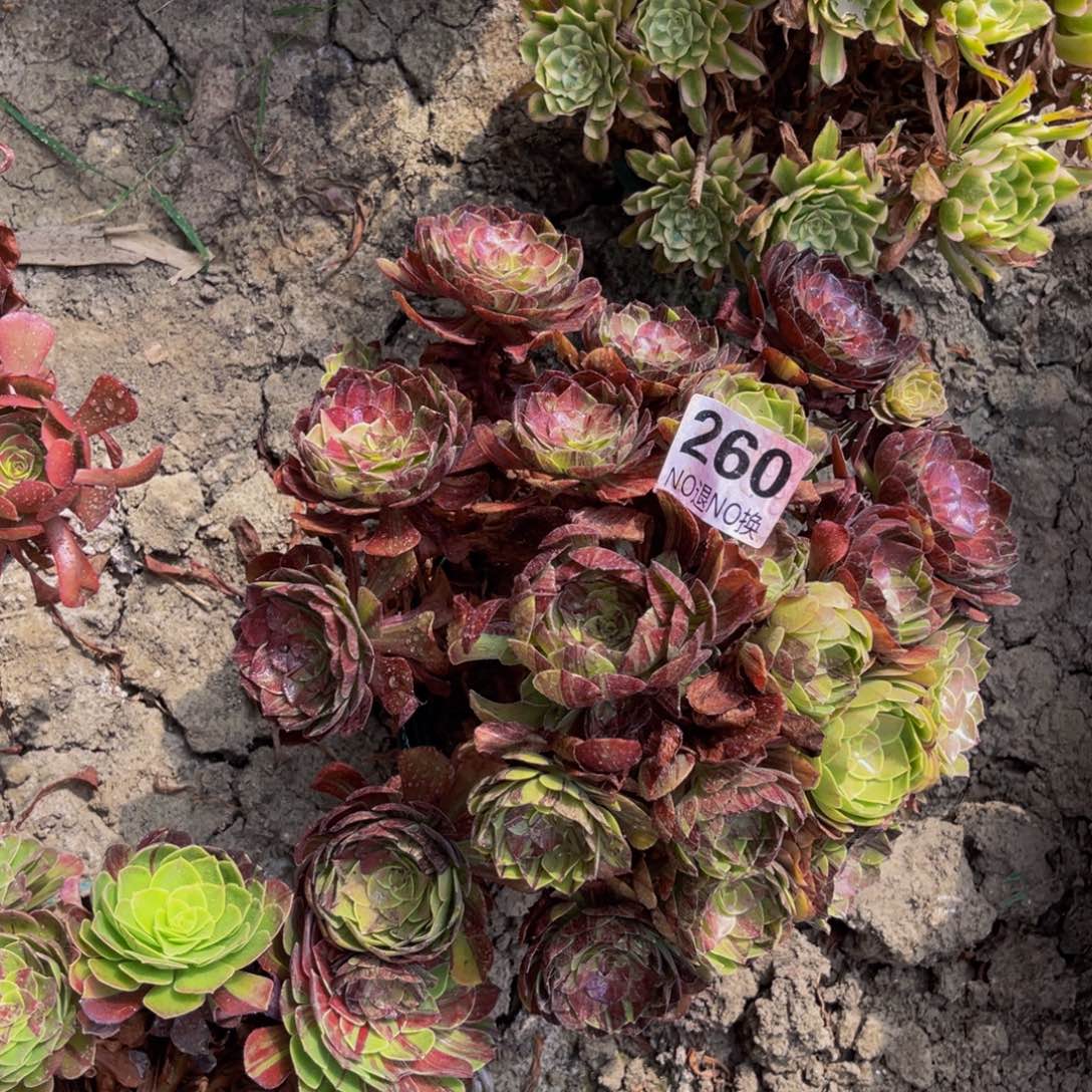 墨染法师朵朵6-53