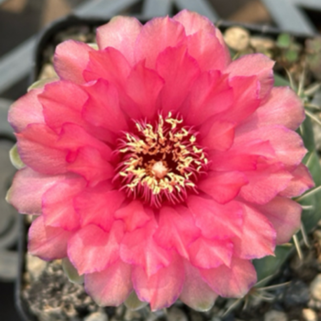 一物一拍，仙人球，未开花盲盒