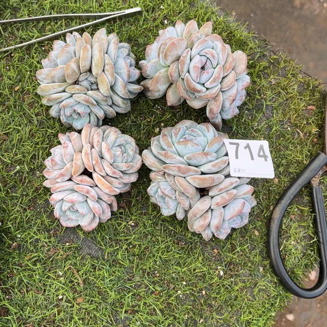 天***z714号新疆西藏内蒙古不包邮