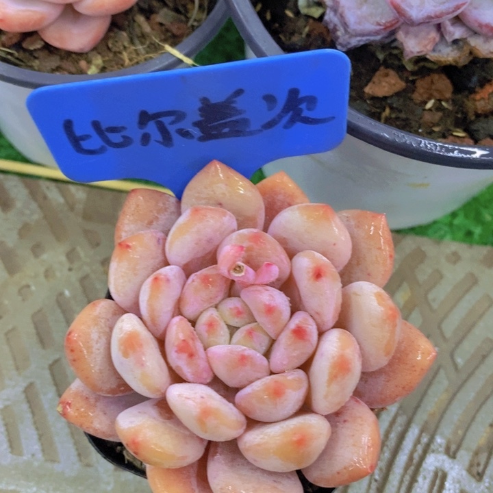 开心多肉，开开心心