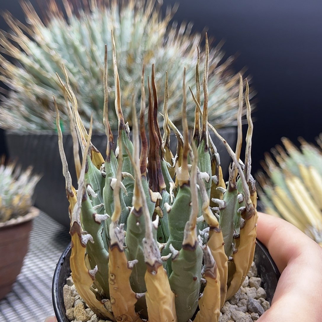 曲刺妖炎熟桩带盆