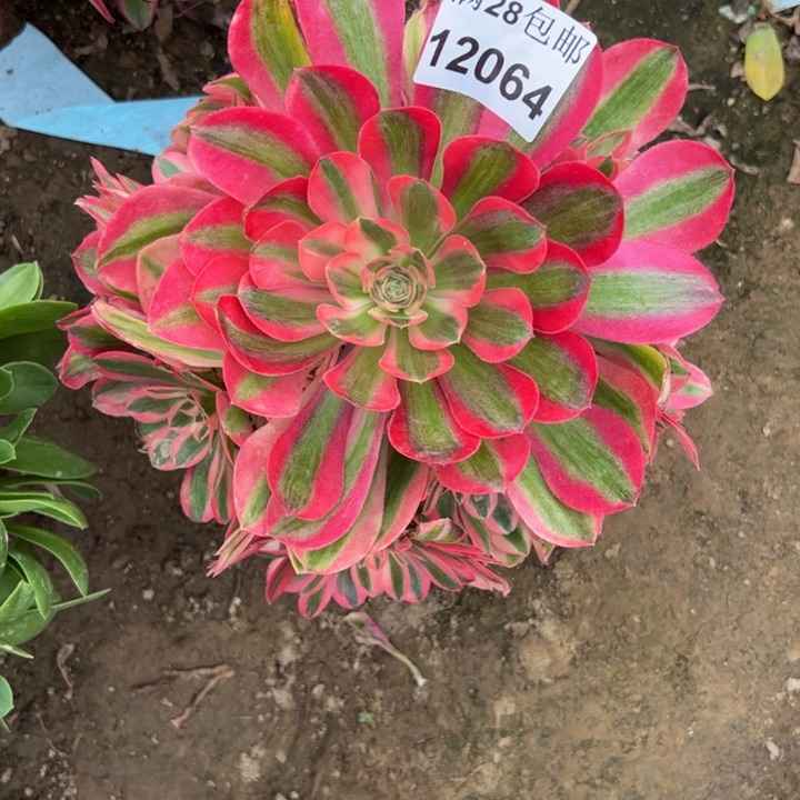 12064女巫多肉植物