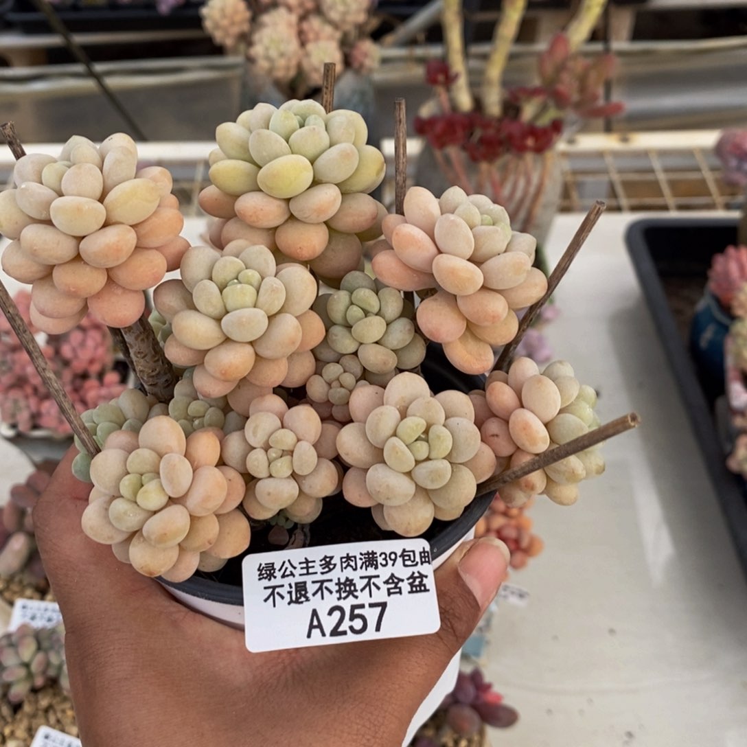 257洛可可多肉9c m