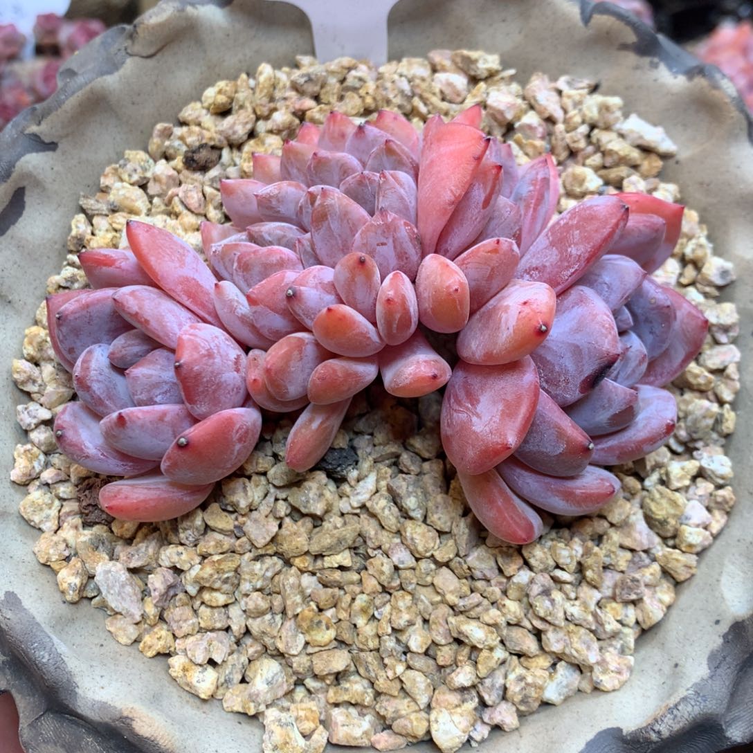 088号 橙子缀 11厘米