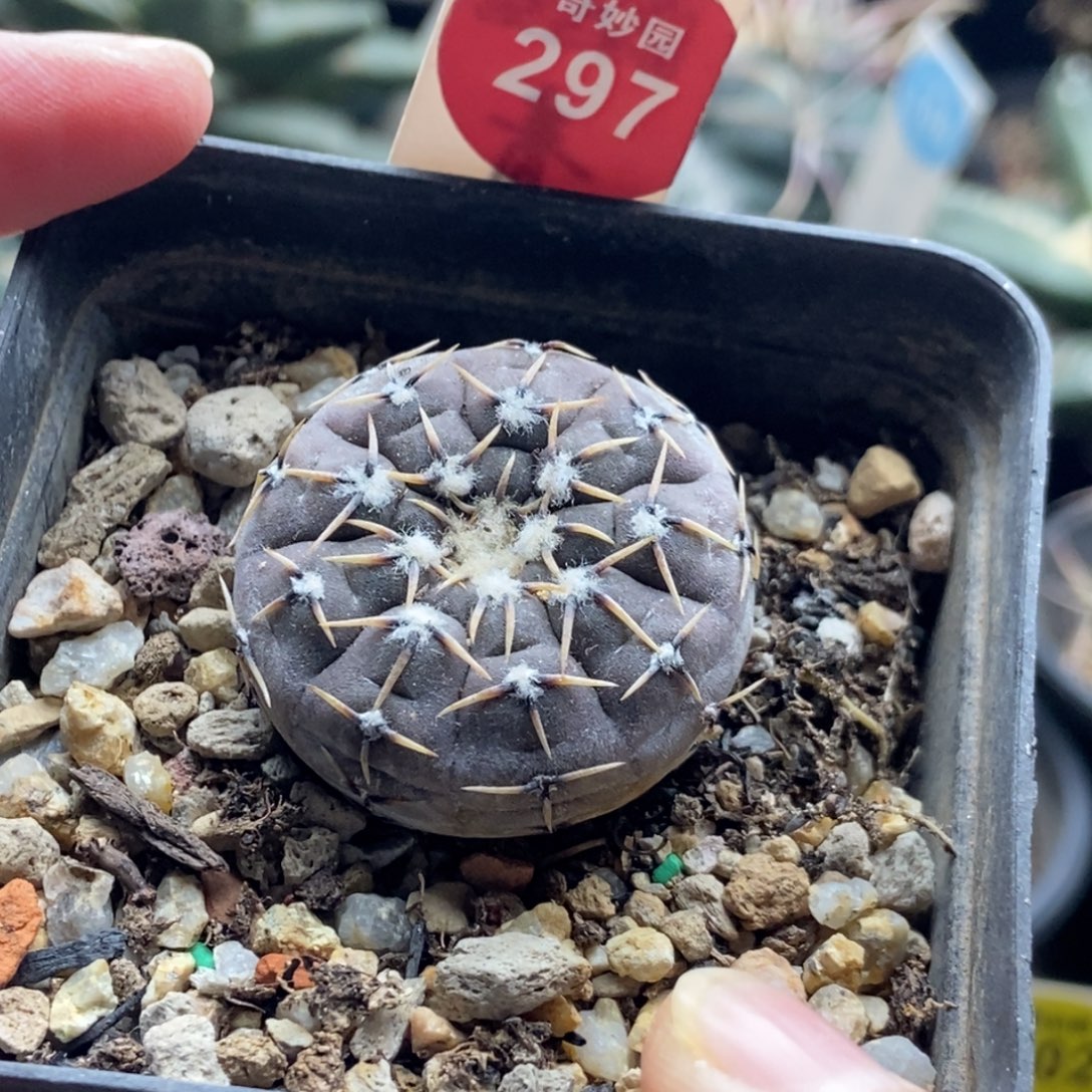 实生怪龙丸一颗仙人球