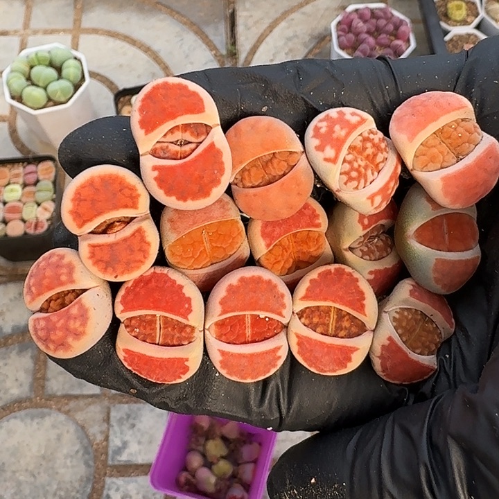 生石花1111。    233