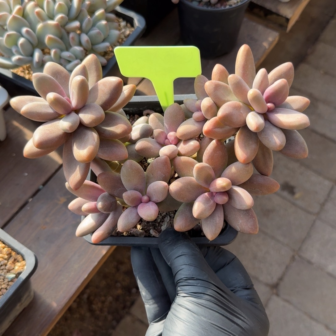 飘枝糖果美人11111111111111