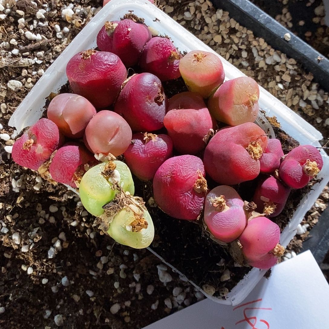 14344。一组蟠桃福利有瑕疵。  