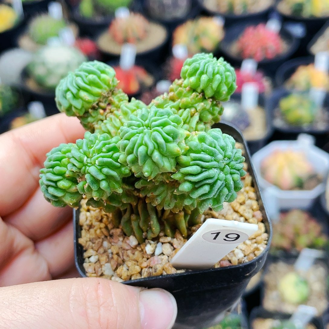 蝌蚪球非偏远地区满25裸根发货仙人球