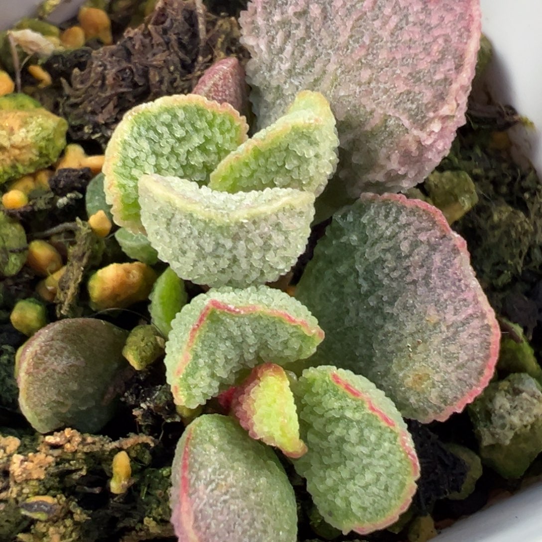 神***际神级多肉植物水泡实生新品