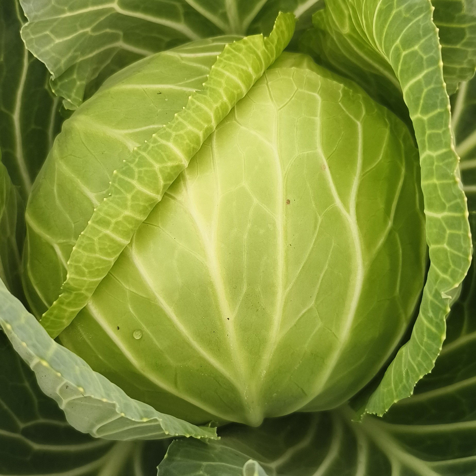 可以生吃的水果甘蓝脆甜爽口生态种植水果甘蓝