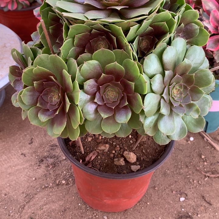 16.8万圣节多肉植物特价