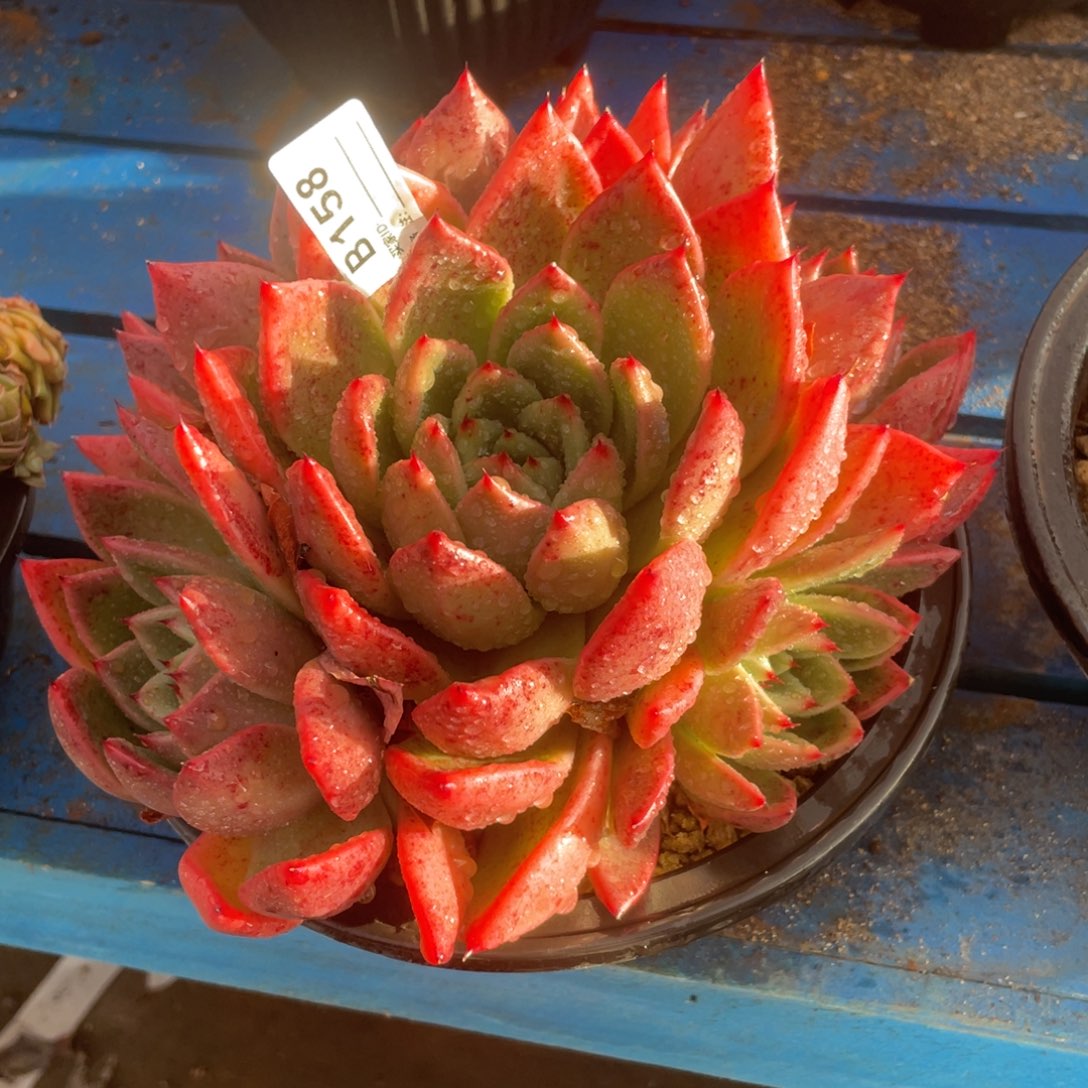 无花朵若如东云单拍B158