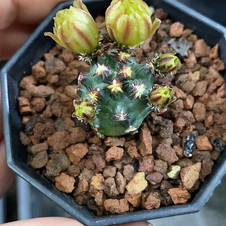 孤品实生优选短豪刺青花虾2.8cm仙人球带花苞