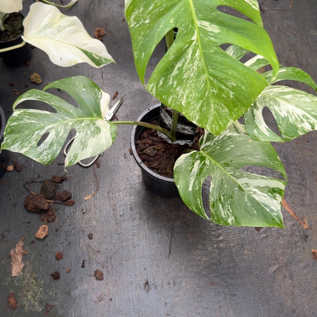 无花朵白锦龟背竹