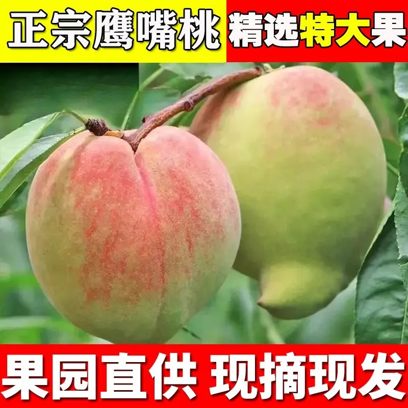 正宗鹰嘴桃当季水果新鲜应季水果脆甜多汁现摘现发桃子