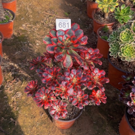 香奈儿9号棚681多肉植物