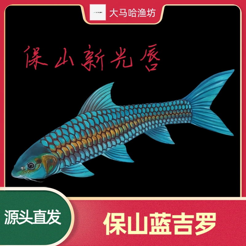套餐直拍！ 原生蓝吉罗国结包损包活热带观赏鱼