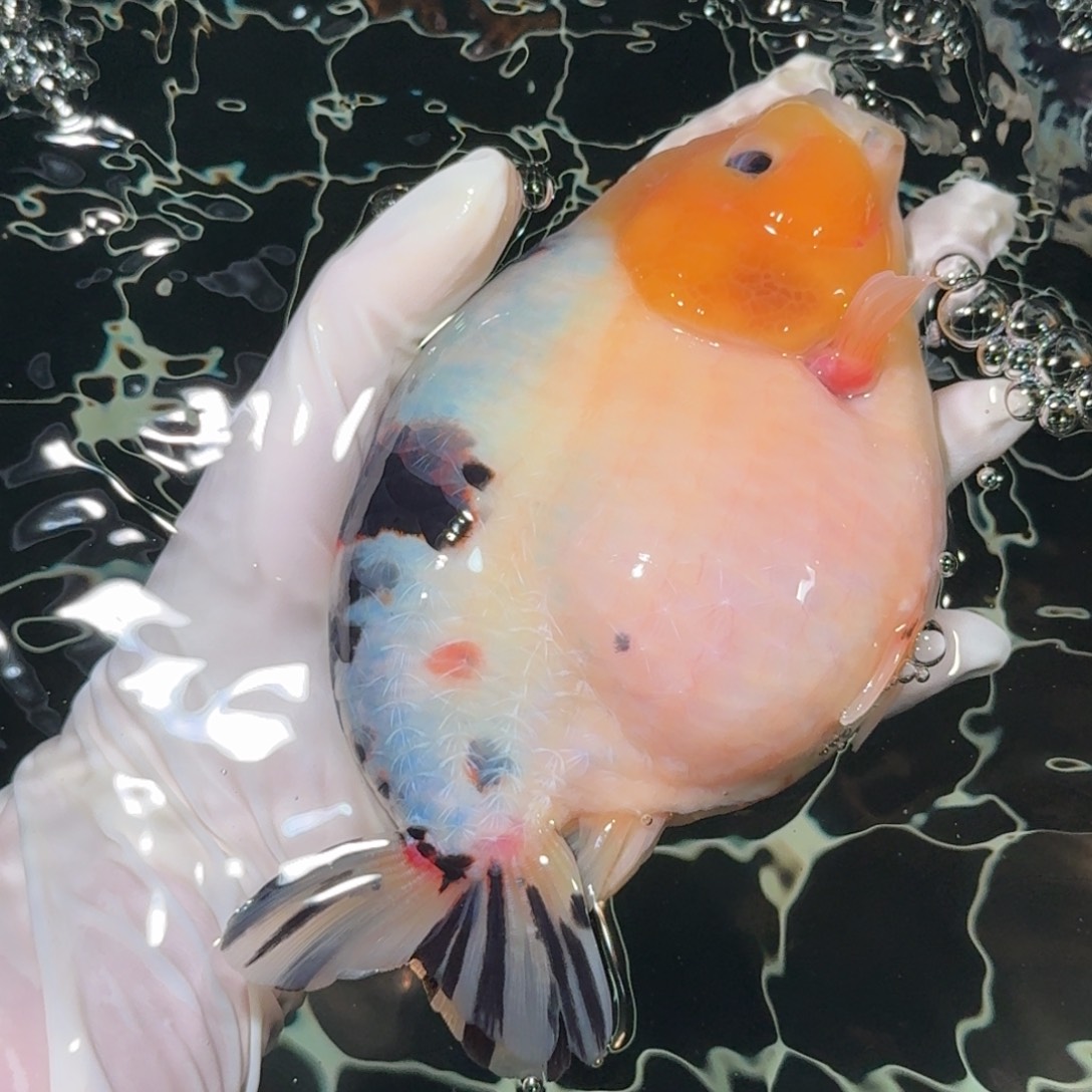 金鱼精品兰寿兰寿