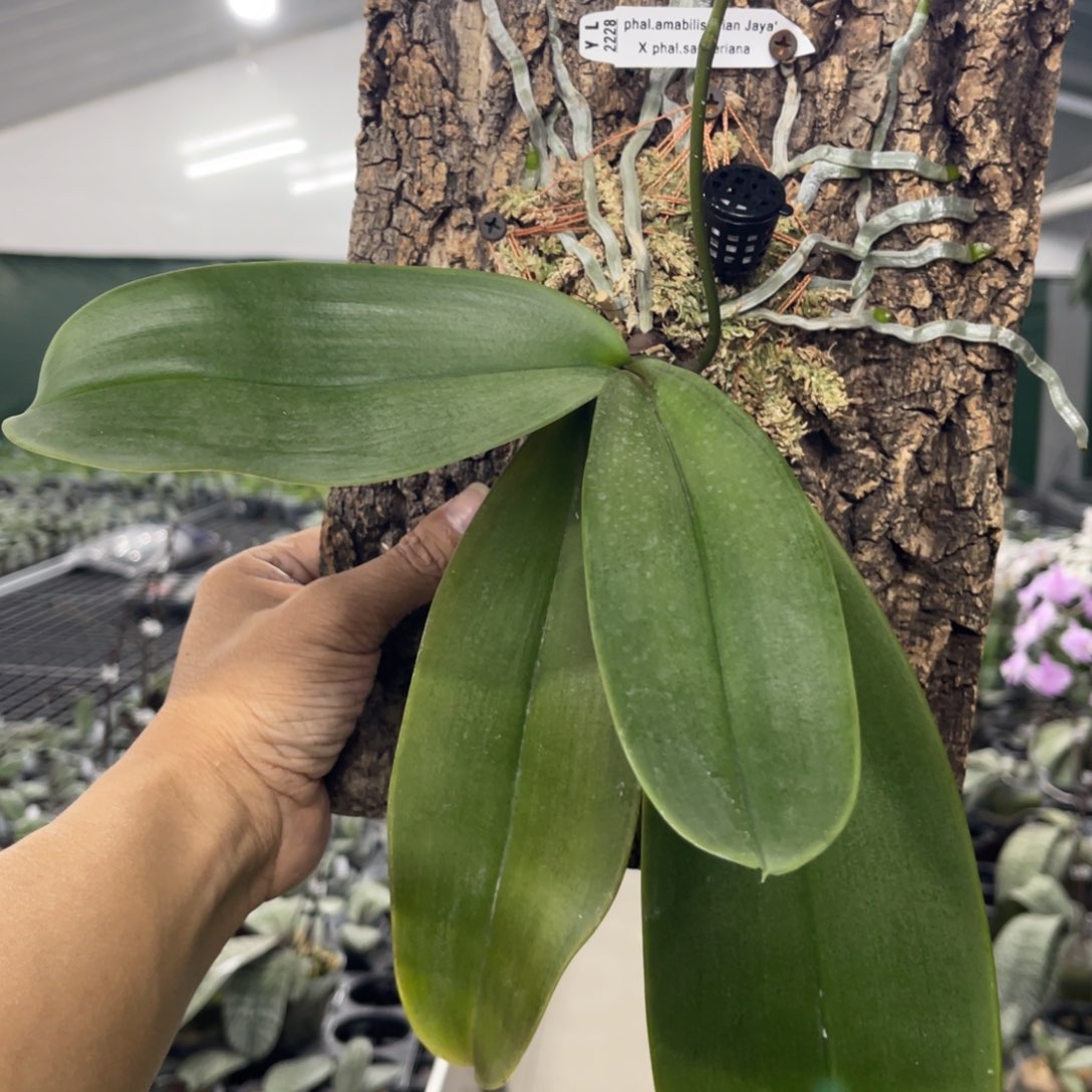 当前无花栽培后可以开花