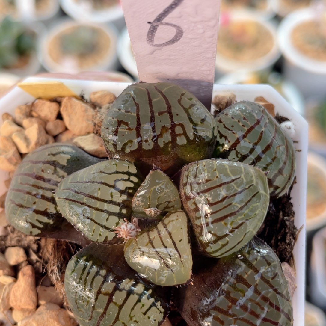 6丸叶水晶魔界。