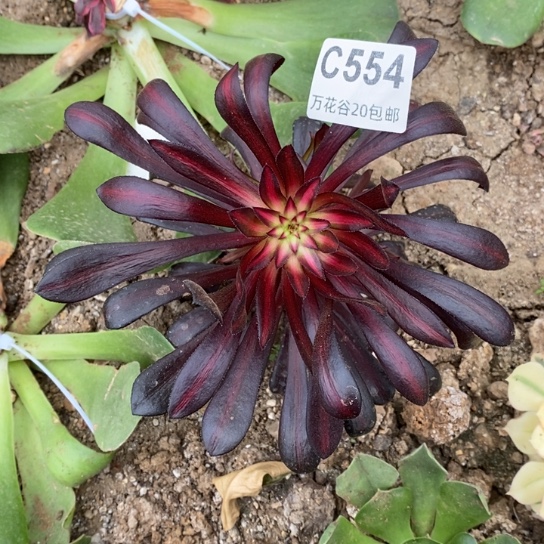 554墨法中斑多肉植物