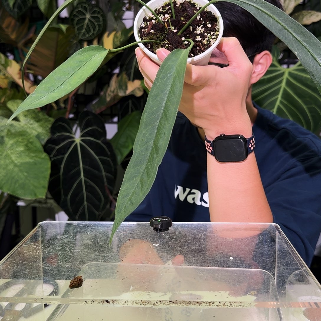 完全开放S55  V塔领带