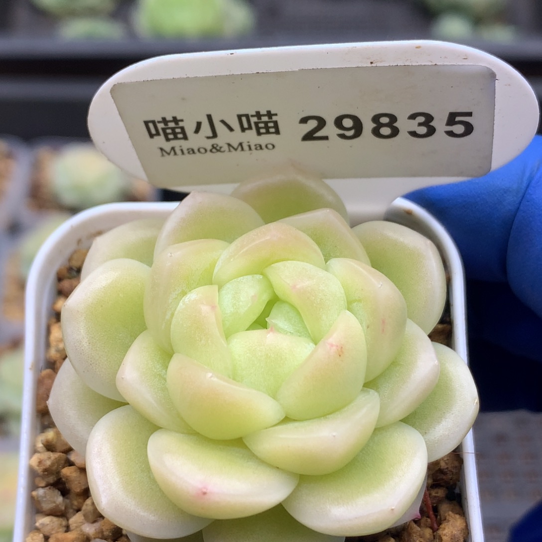 多肉植物杂交珍妮