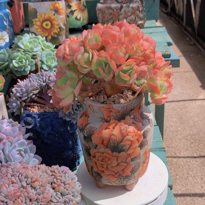 碧桃朵朵无砍自然群