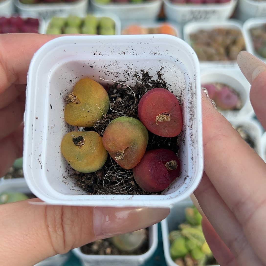 049蟠桃5颗裸根发货