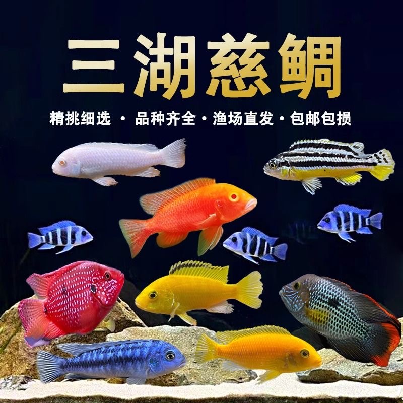 三湖慈鲷鱼马鲷活体热带淡水观赏鱼好养耐活