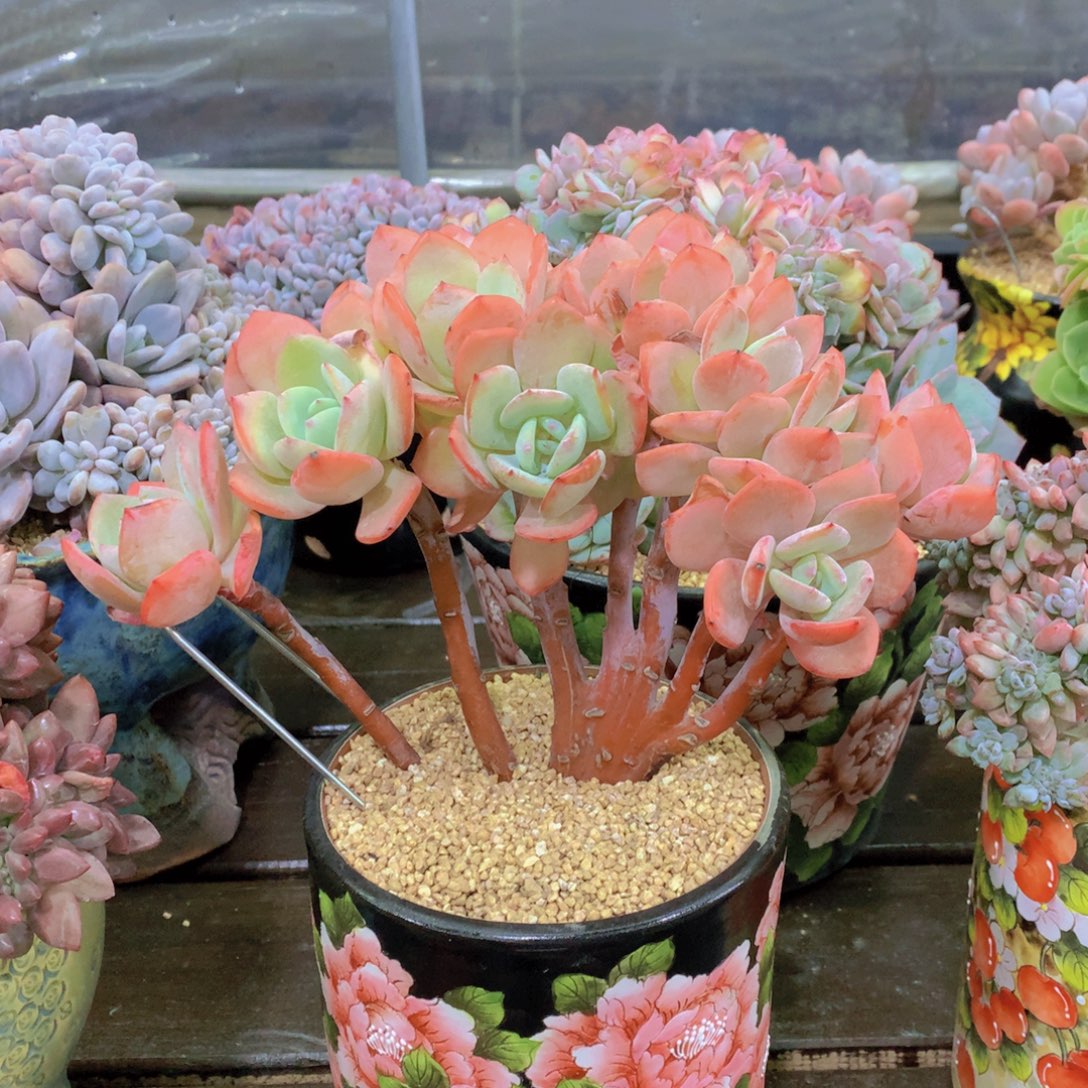 精品多肉植物花卉盆栽花卉