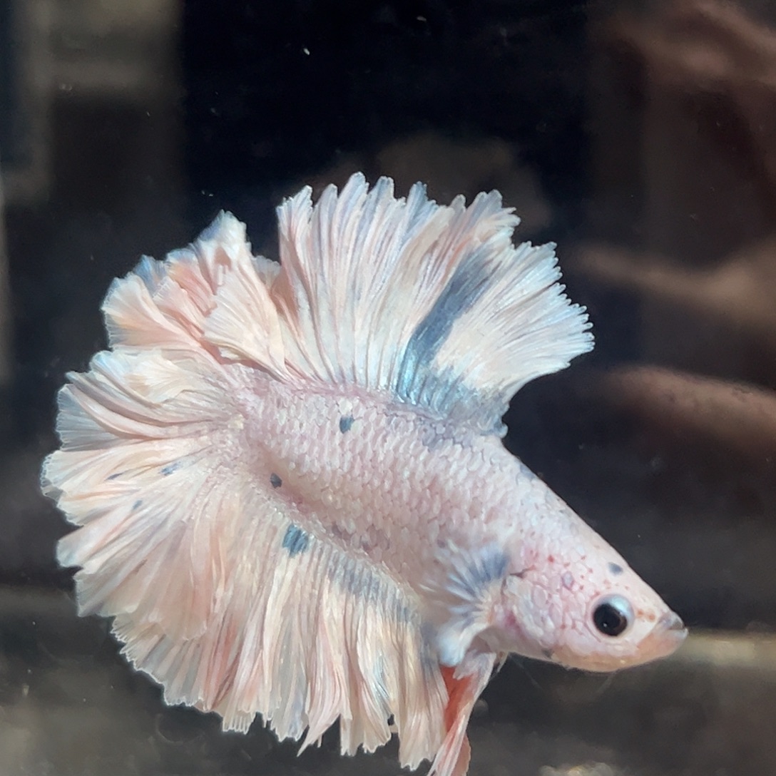 斗鱼1号高端上新：特殊尾双尾