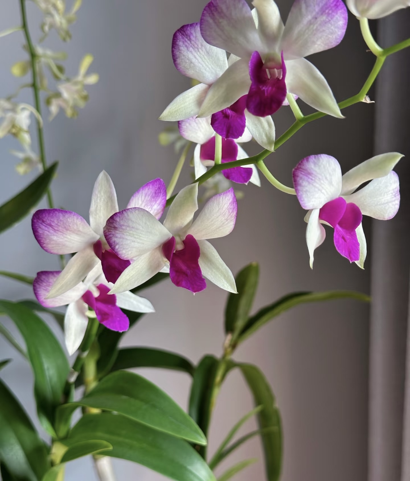 香妃 【秋石斛】爆花好养花期长室内阳台   云南鲜花绿植