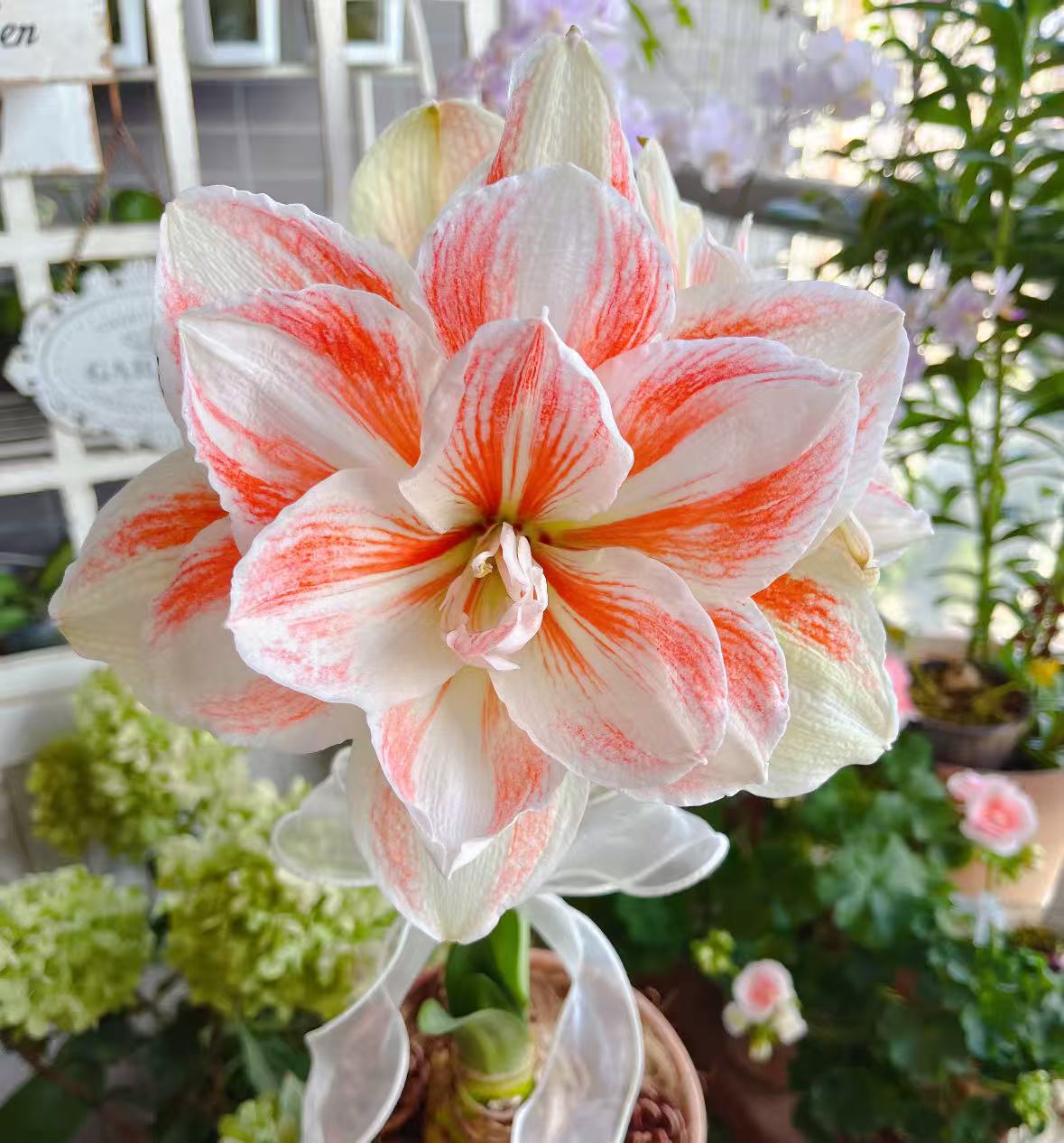 【李先生】仙女妮芙（5-7侧芽）~朱顶红种球盆栽种植好养好活花卉