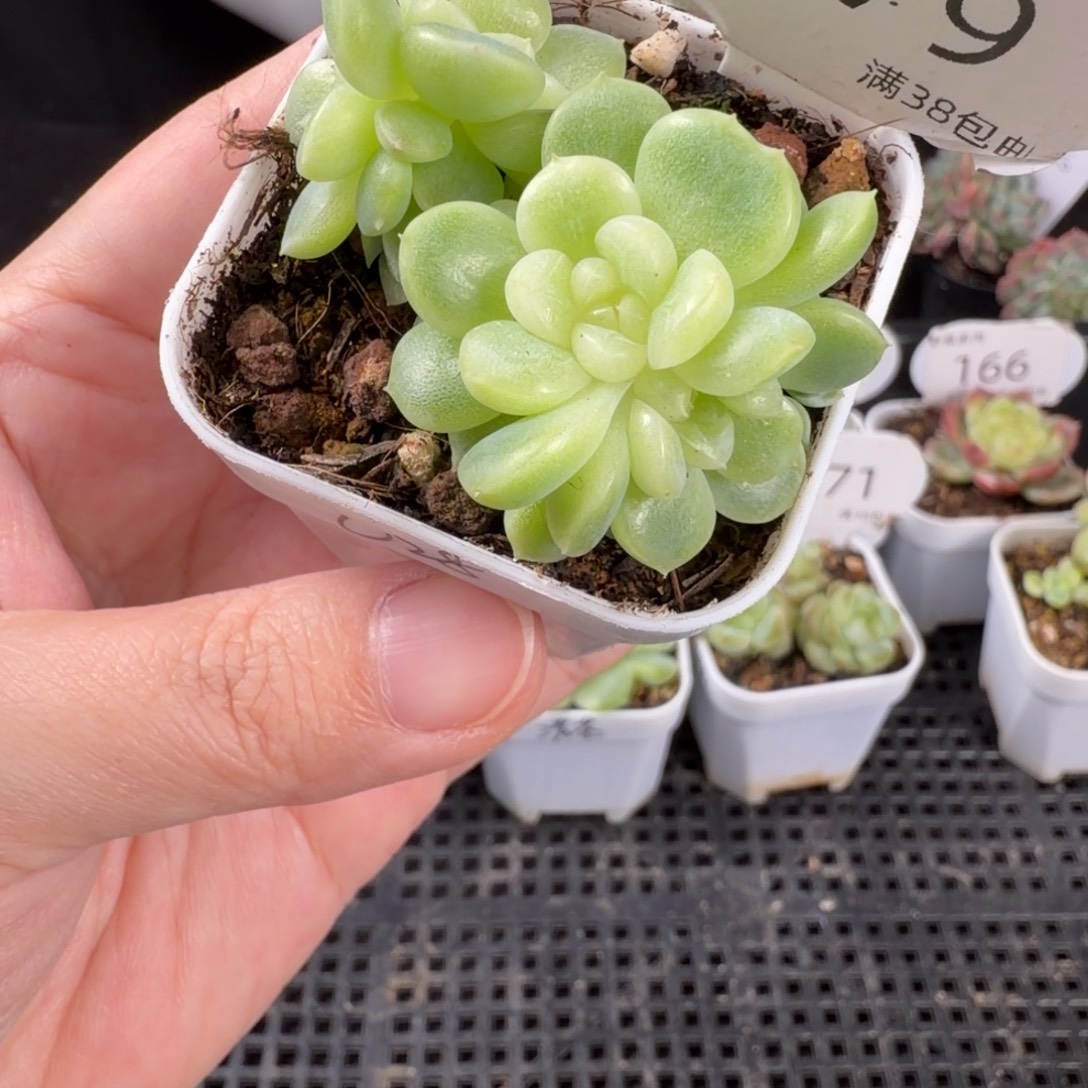 纸鸢四头群179号一颗