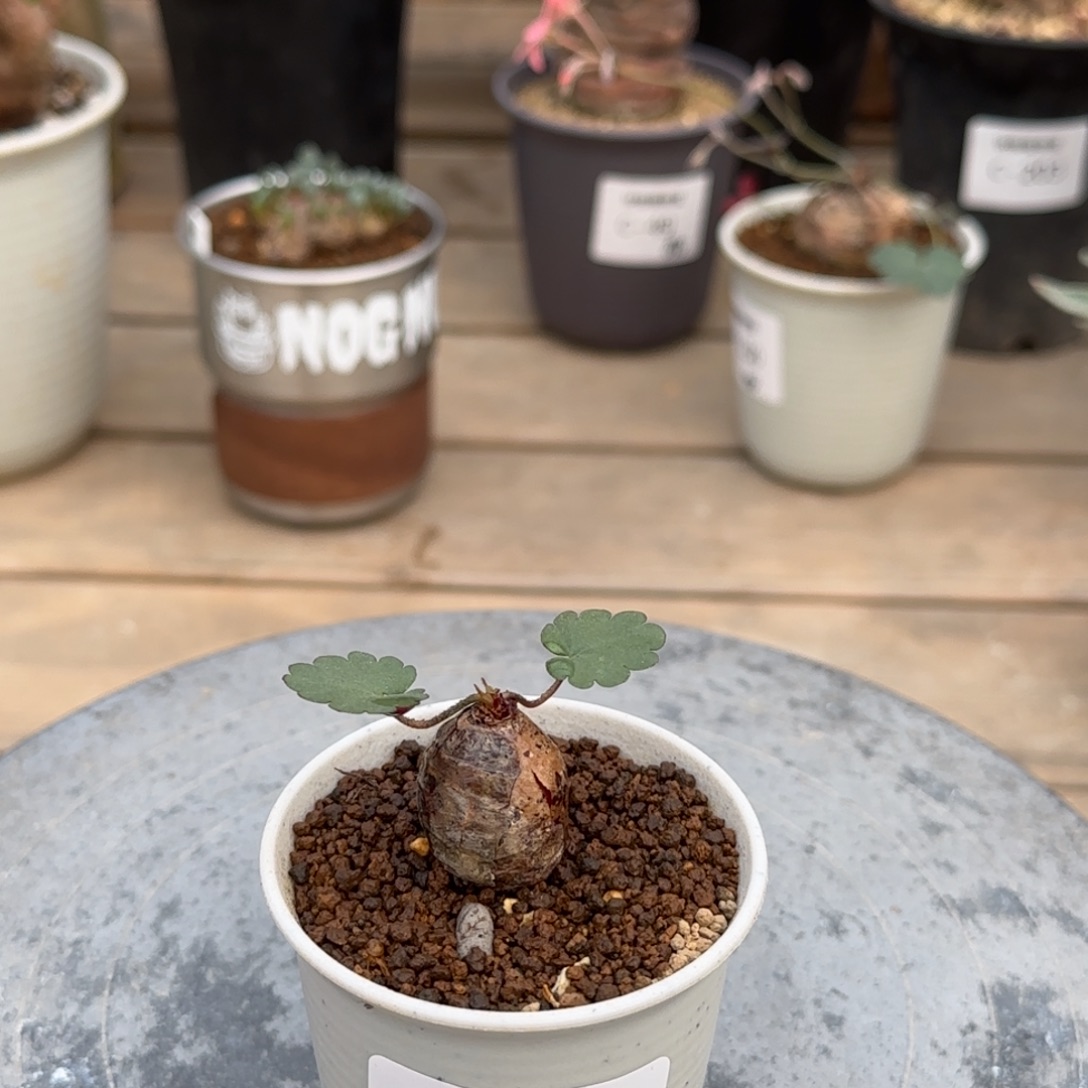 207肾叶洋葵不带盆