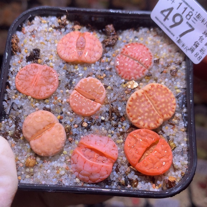 精品生石花118.497