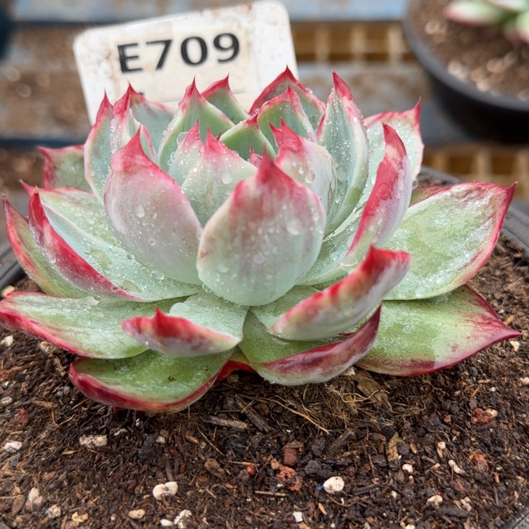 花脸拉丝惊鸿一物一拍包装收缩花旱709