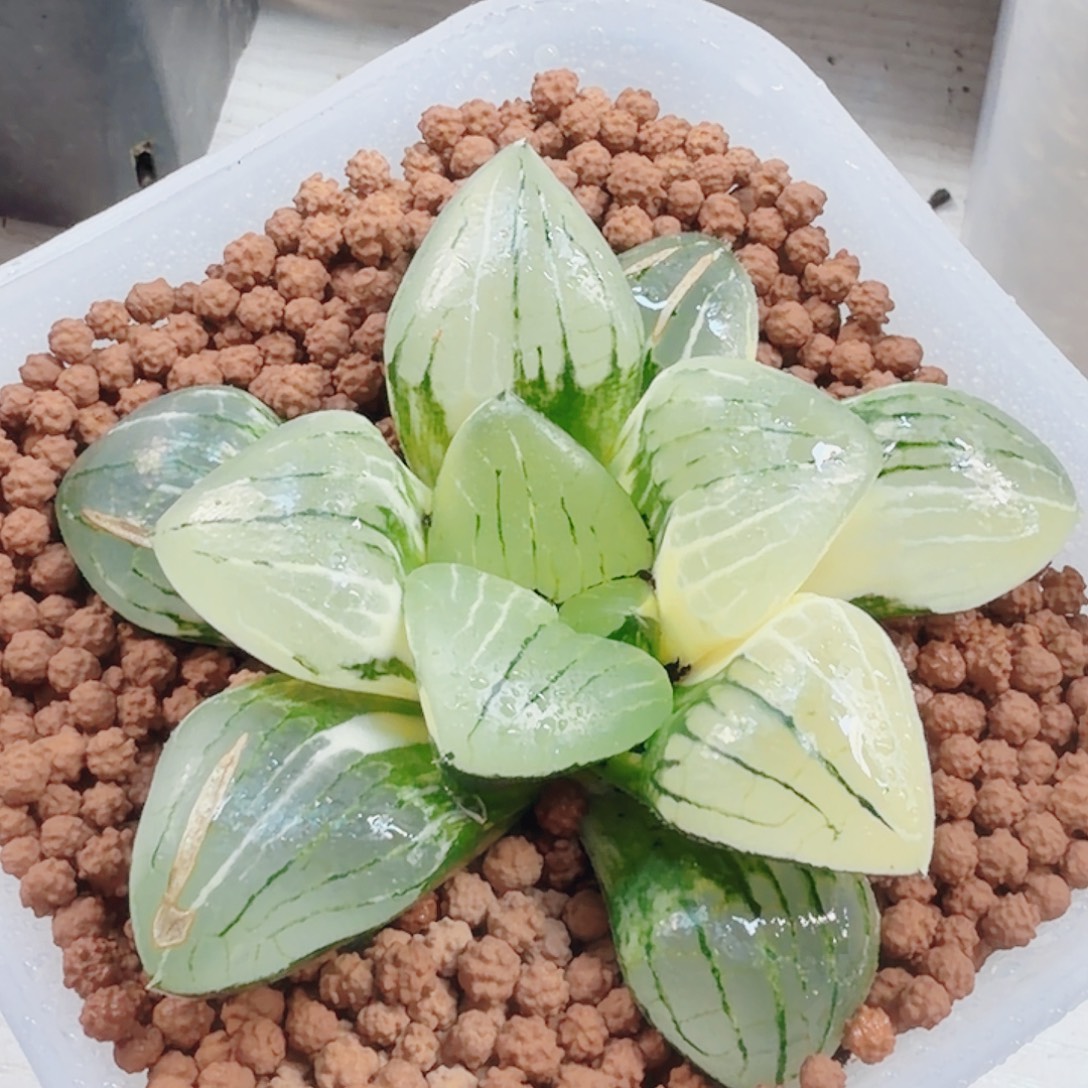 十二卷糯阿实生锦