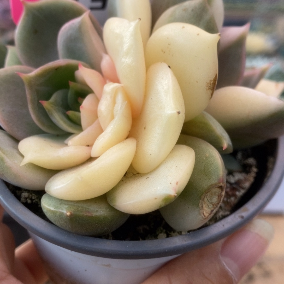 389贝加尔湖锦锦锦锦锦锦