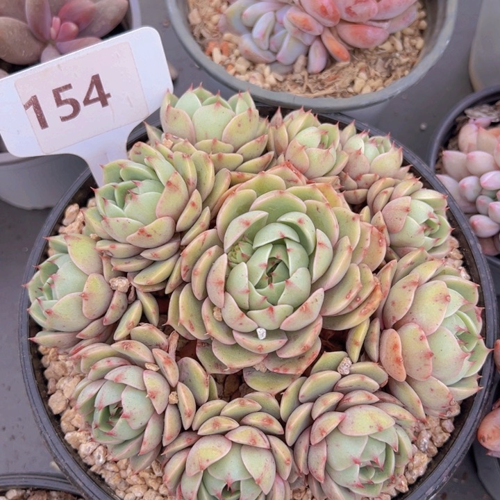 健健康康平平安安