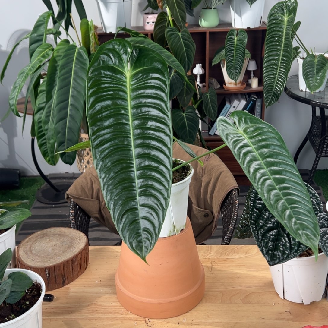 完全开放极密火鹤王叶长36